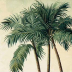 PALMERA